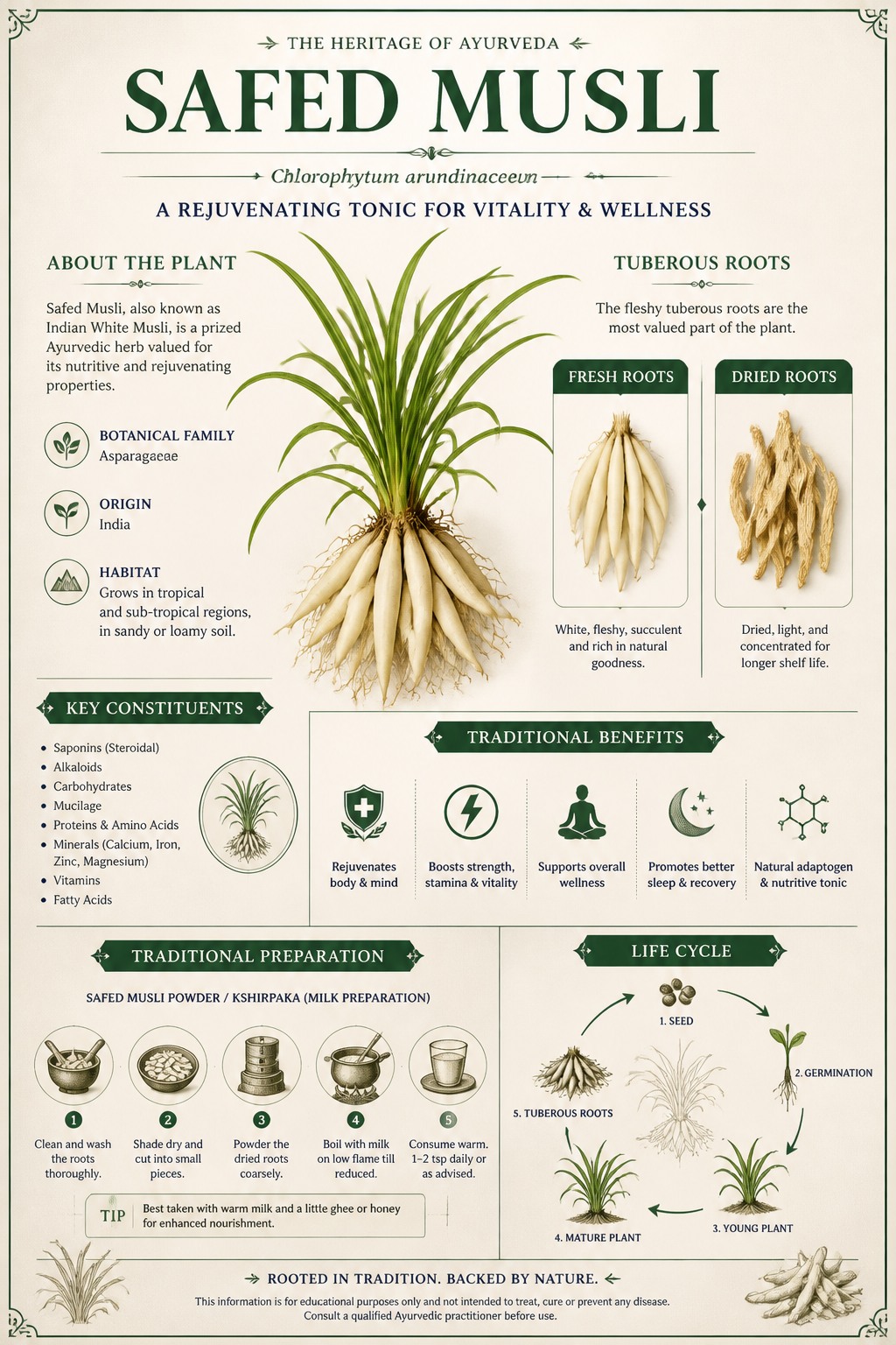 Safed Musli illustrated handbook page